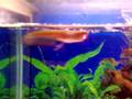 Arowana 1