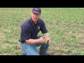 In this episode of the Canola School we to to Steve Laroque of Beyond Agronomy about herbicide staging in canola.