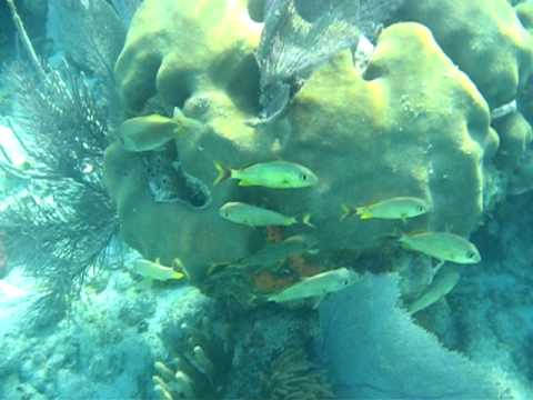 John Pennekamp Coral Reef State Park - Snorkeling Tour - Key Largo, FL - 5