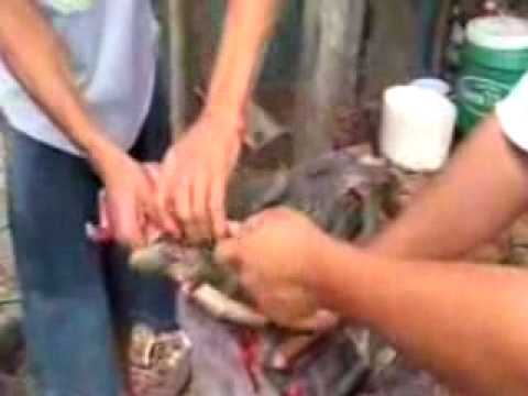 Nike & Cole Haan To Eliminate Exotic Animal Skins Nike & Cole Haan To Eliminate Exotic Animal Skins