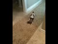 Jack Russell surrender