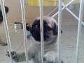 videos de FRIDOCA E SEUS CABEÇUDINHOS