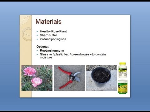 how to grow roses from a stem