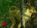 Starving Dogs, Cats Rescued in Fla Abuse Case