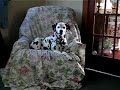 Pepper, Singing Dalmation