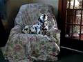 Pepper, Singing Dalmation