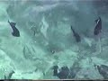 Triggerfish Attack - Kostorogi - Morske piranhe