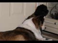 Knave the Dog