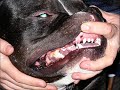 zeus y varios pits