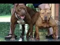 zeus y varios pits