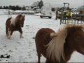 Minis on ice Minis on ice