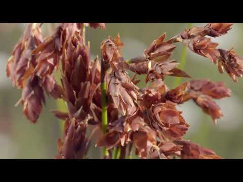 Africas Hidden Kingdoms Series 1 6of6 Kogelberg Mountains of Diversity 1080p HDTV x264 AAC MVGroup o