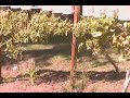 Growing Hanging  Vegetables in 5 gallon pails