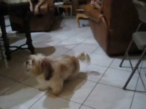 how to treat lhasa apso