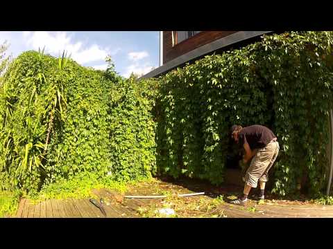 how to transplant virginia creeper