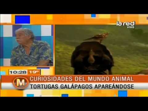 Iván Arenas muestra el apareamiento de las tortugas galápagos