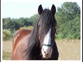 shire-horse-stallion-herkules.html