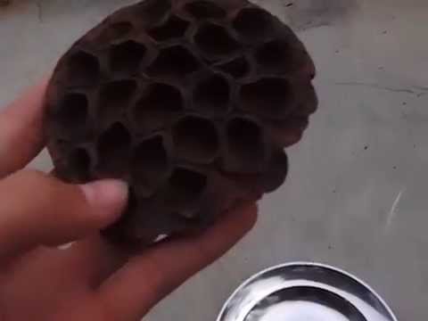 How to grow Lotus by seeds. The perfect lotus seed pod specimen!!