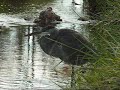 Great Blue Heron catching fish