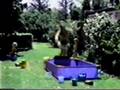 videos de Hajgare