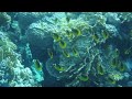 СТАЙКА РЫБ БАБОЧЕК (gaggle of butterflyfishes, Red sea).MOV