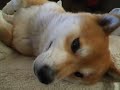 Sleeping Dog.AVI