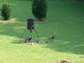 Baby Turkeys Two Months Later