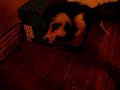 Border Collie Pup (at it again)