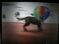 nintendogs nintendogs