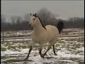 Too Slick Two Watch - Indiana Buckskin Stallion long Version Too Slick Two Watch - Indiana Buckskin Stallion long Version