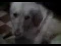 Duende puerco2