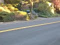 biche sur la route biche sur la route