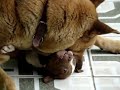 Pastor Alem�o ataca Pitbull