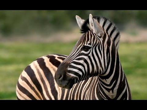 Awesome Zebra Facts | Uzoo University