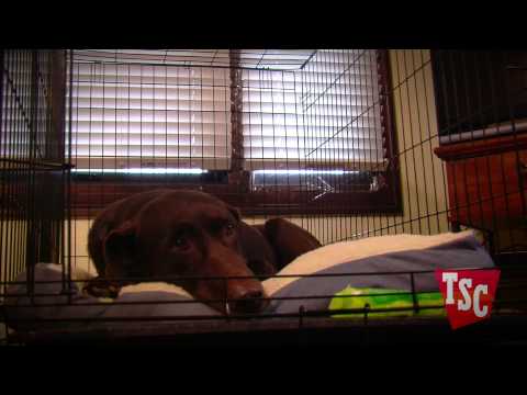 how to decide to keep a dog