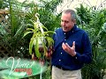 Pitcher Plant