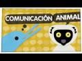 Animal Communication - Infographic - Experiencia Discovery - Discovery Channel