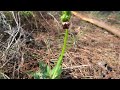 Ophrys fusca / Ymittos - http://floraattica.blogspot.com/