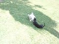 Puppies playing at Tiny Dog Hotel Marbella Puppies playing at Tiny Dog Hotel Marbella