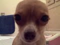 Narcoleptic Chihuahua Narcoleptic Chihuahua