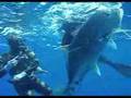 Big ulua video