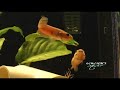 wild betta macrostoma wild betta macrostoma