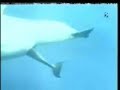 1 Of The Rarest Sights You Will See In Your Life!