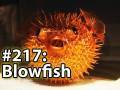 Is It A Good Idea To Microwave A Blowfish?