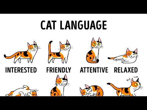 HOW TO UNDERSTAND YOUR CAT BETTER