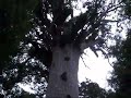Tane Mahuta Tane Mahuta