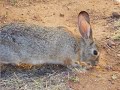 Cotton Tail Cotton Tail