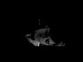 Lenine - Hoje eu quero sair s�
