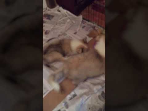 Harry Playing With Toys