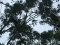 a troop of 10-15 monkeys fooling around in manueal antonio